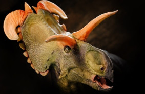 Iepazīstieties ar Loki. Paleontologi ir identificējuši jaunu dinozauru sugu - Triceratops radinieku ar dīvainiem ragiem.
