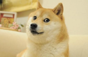 Kabosu, leģendārais mēms suns, kurš kļuva par Dogecoin seju, ir miris