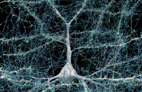 Pilna cilvēka smadzeņu 1 mm³ skenēšana, izmantojot mākslīgo intelektu, aizņēma 1,4 PB - Hārvarda un Google pētnieki skenēja 57 000 šūnu un 150 miljonus sinapsju.