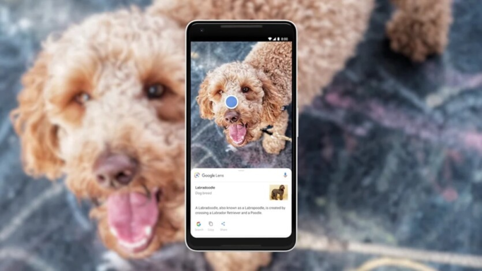 Google Lens uzsāk video un balss meklēšanu - pagaidām tikai angļu valodā