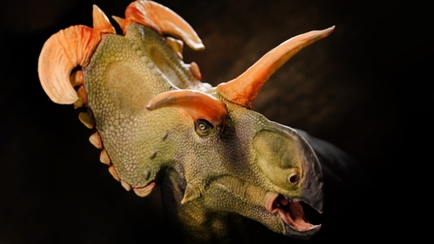 Iepazīstieties ar Loki. Paleontologi ir identificējuši jaunu dinozauru sugu - Triceratops radinieku ar dīvainiem ragiem.