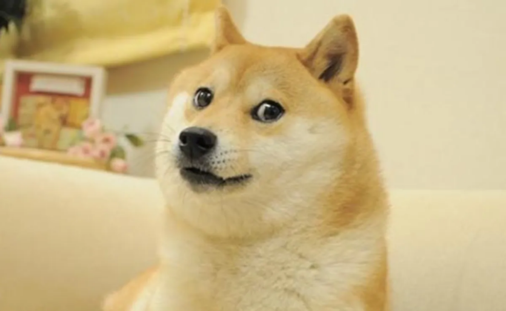 Kabosu, leģendārais mēms suns, kurš kļuva par Dogecoin seju, ir miris
