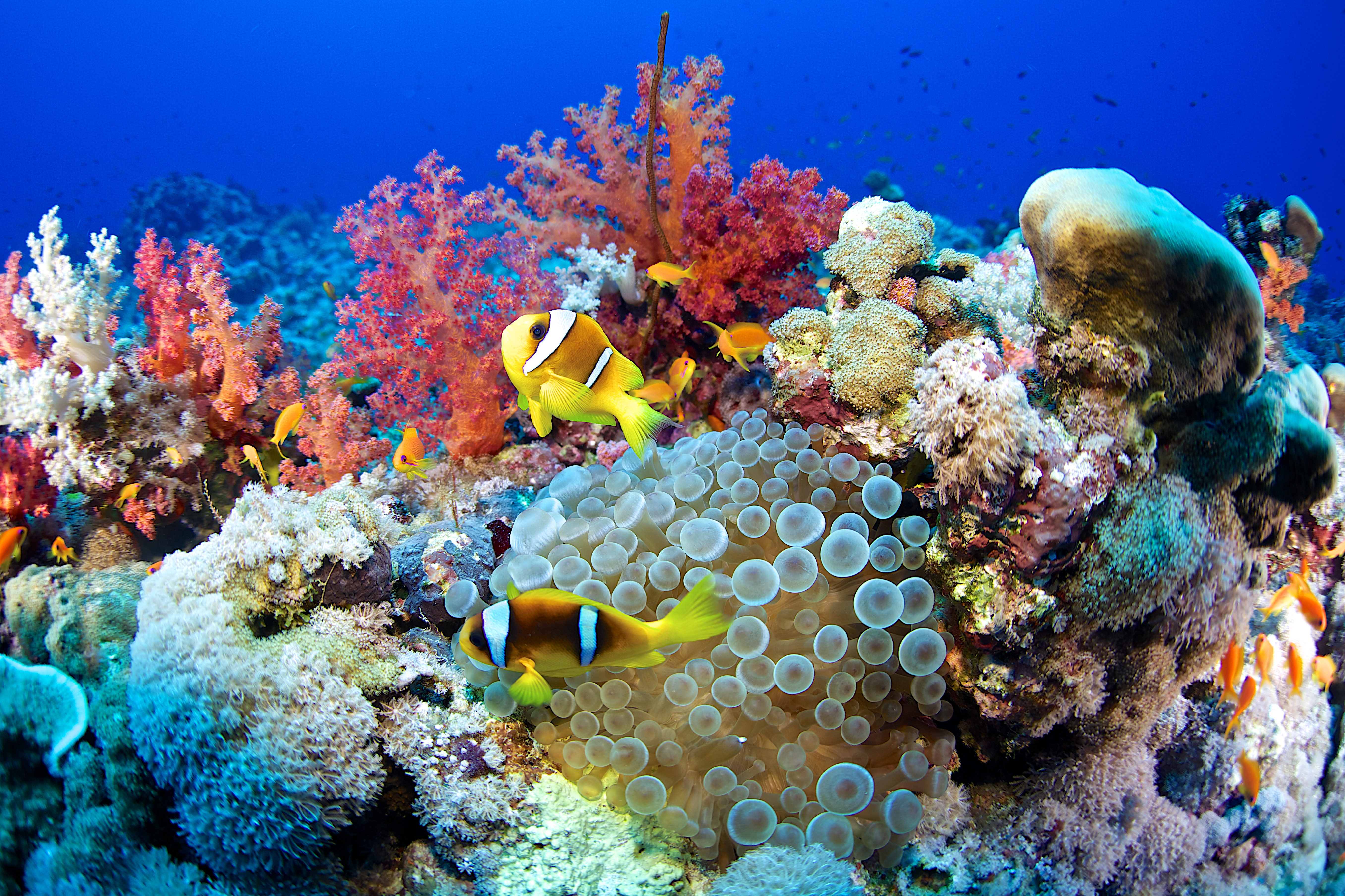 Google mākslīgā intelekta darbinātais rīks ļaus jūras biologiem uzraudzīt       koraļļu rifu "veselību"